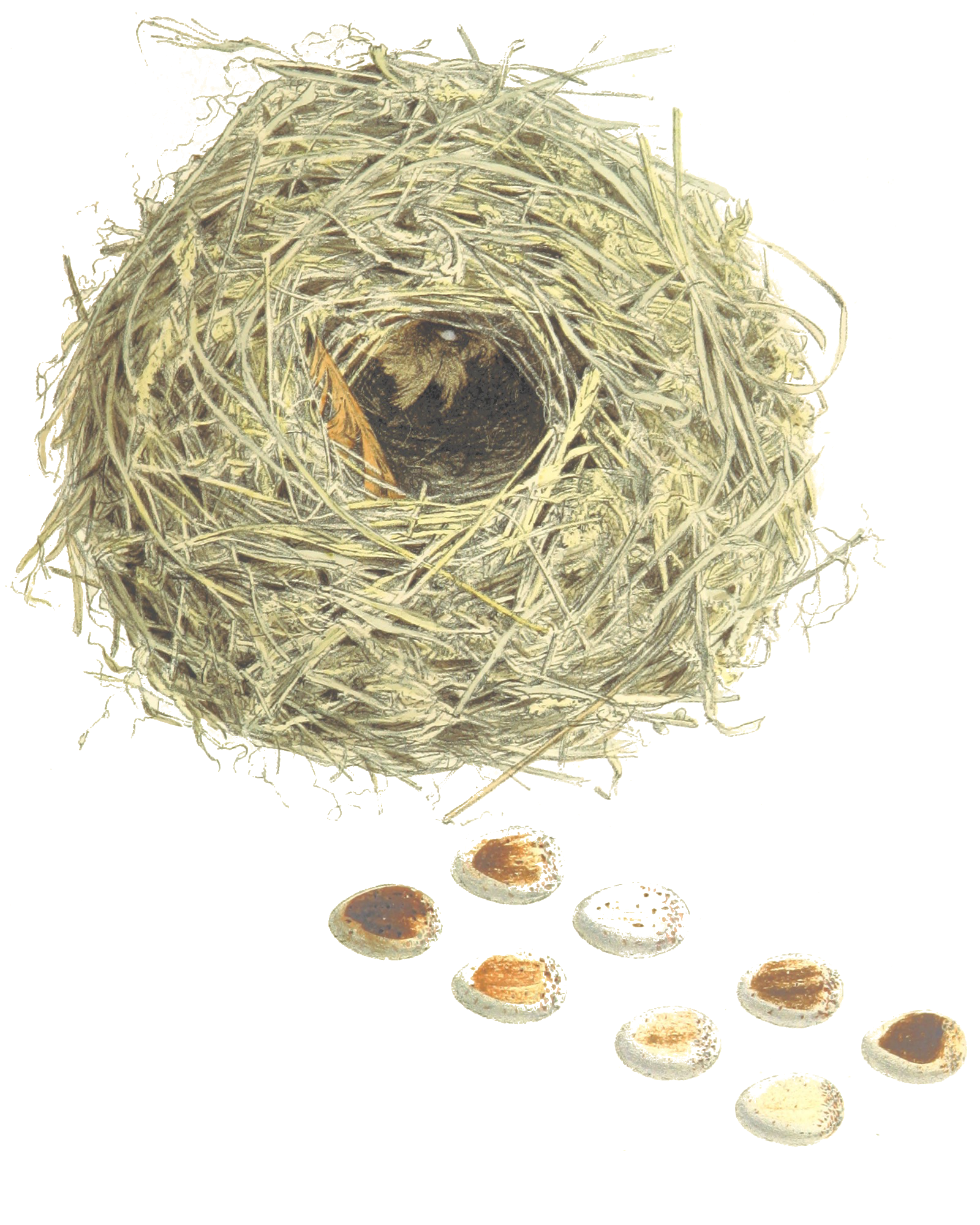 bird_nest