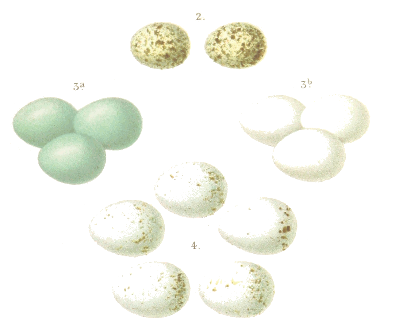 eggs