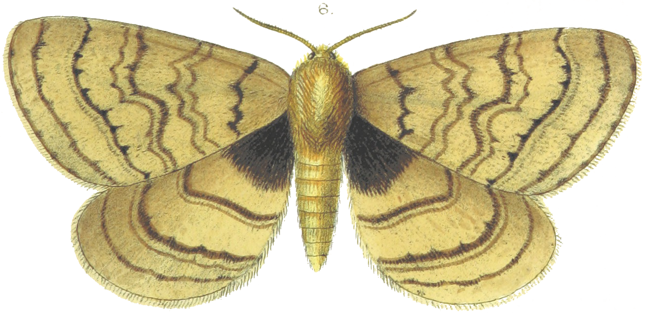 moth