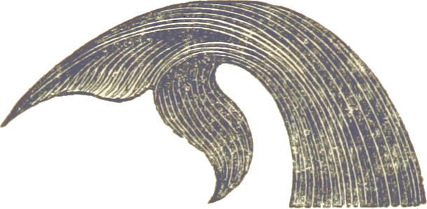 whale_tail